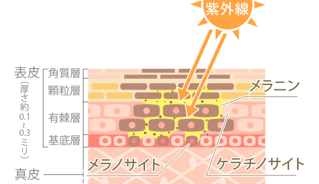 紫外線によりメラニンが生成される