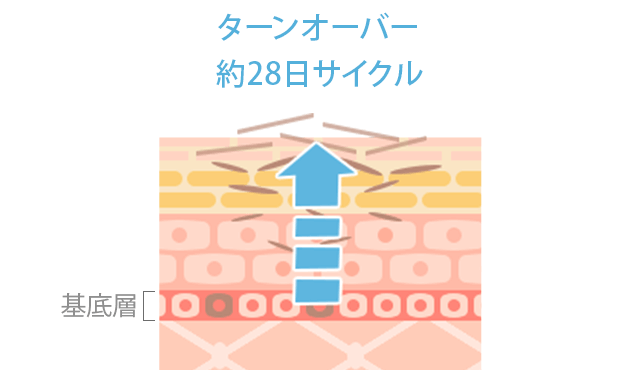 肌のターンオーバーによりメラニンが体外に排出される