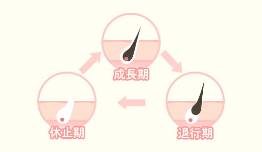 毛周期とは
