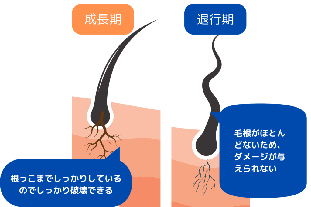 休止期だった毛が次の成長期に入ってしまう