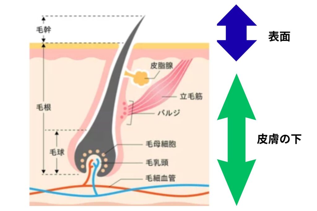 毛の構造と脱毛のメカニズム