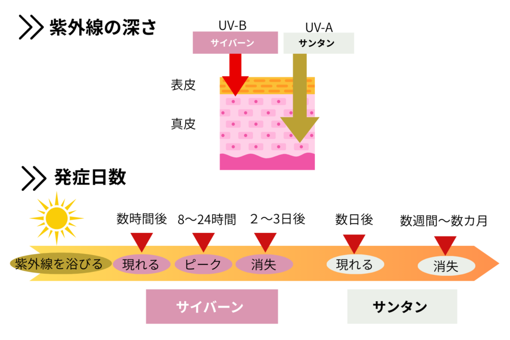 UV-AとUV-Bの違いと肌ダメージの種類