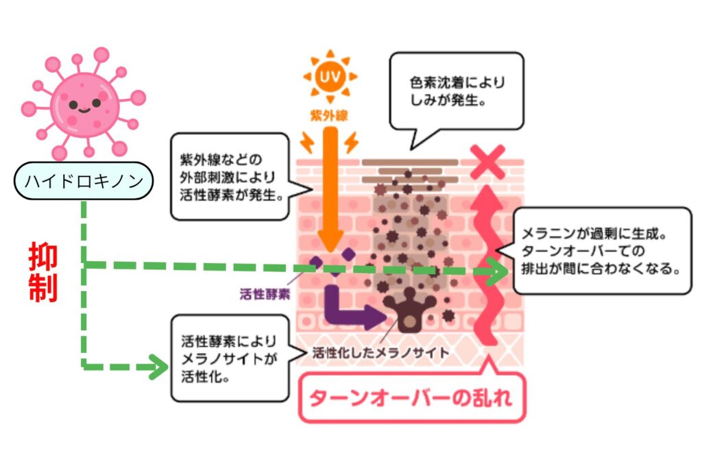 　「肌の漂白剤」と呼ばれる理由