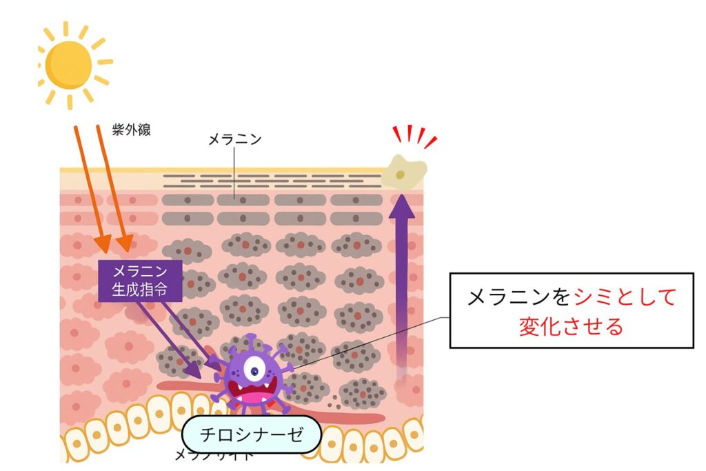 メラニン生成を抑えるメカニズム
