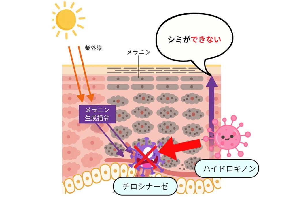 ハイドロキノンはこのチロシナーゼの働き自体を阻害