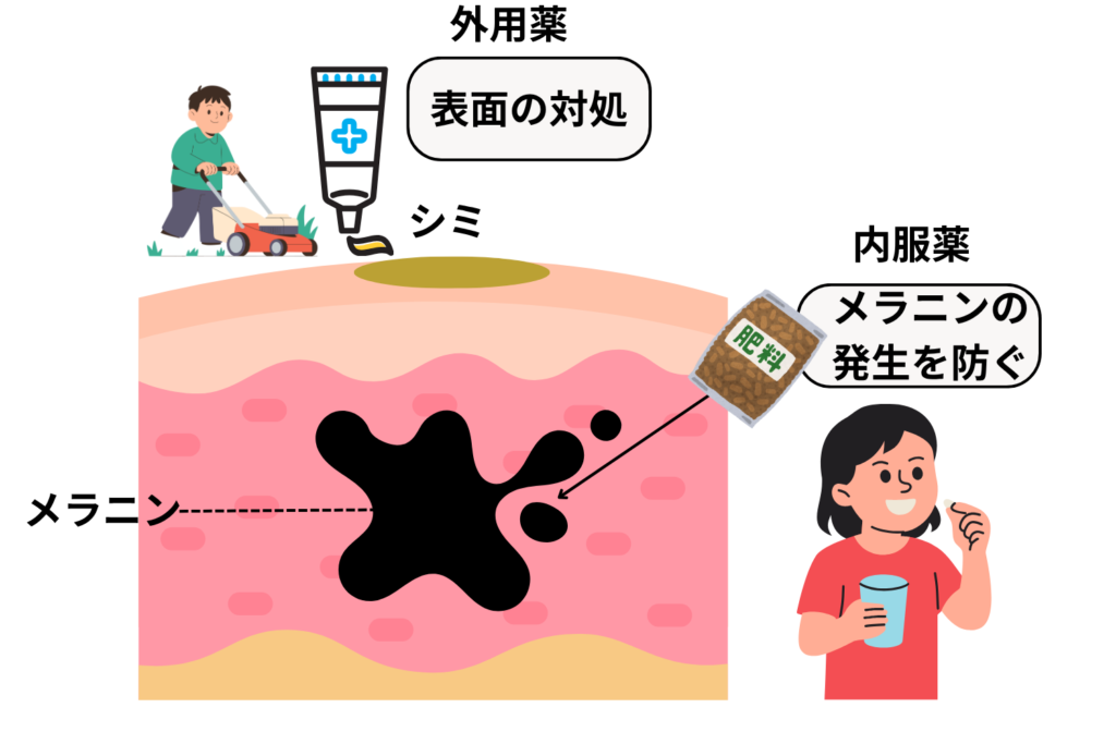シミ改善に内服が有効な理由と外用との違い