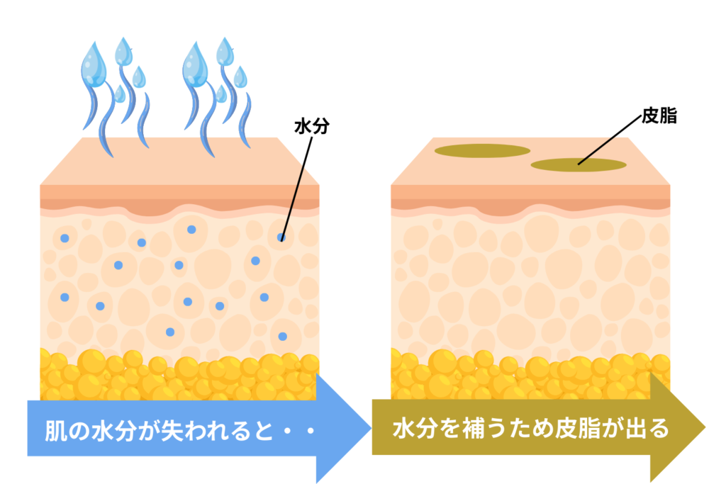 皮脂量増加が起こる仕組みとは？