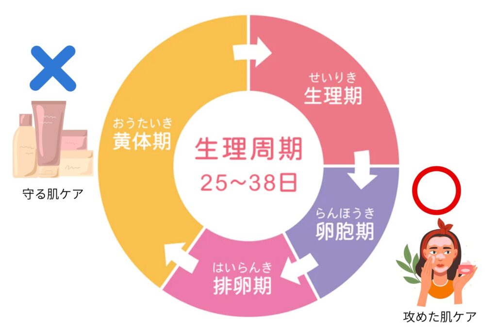 生理周期による肌状態の変化