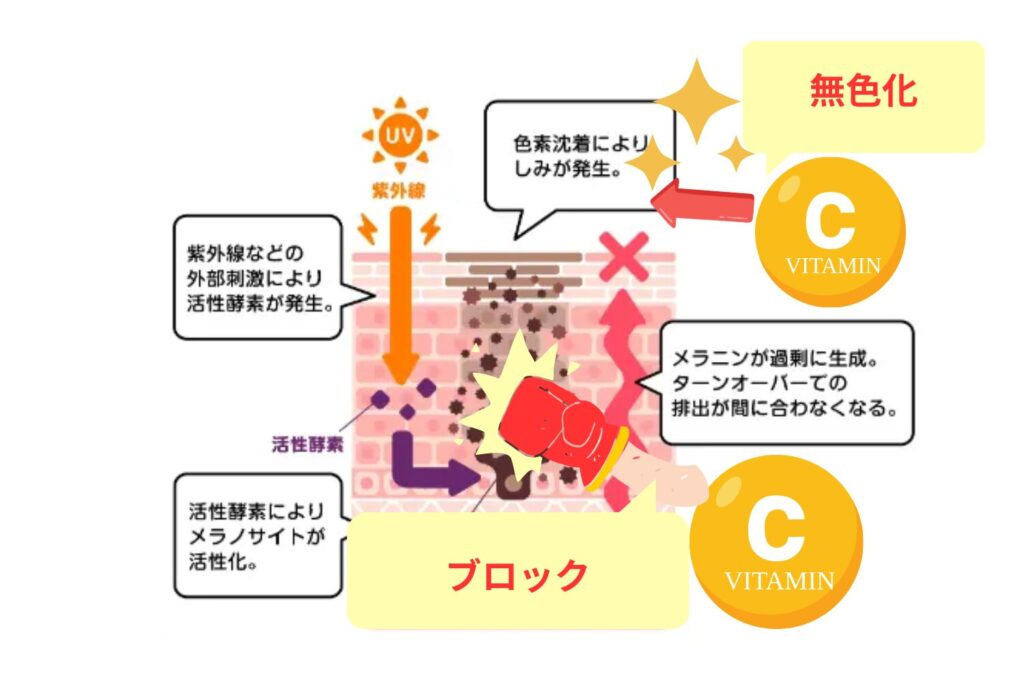 メラニンを無色化する還元作用と生成プロセスへの直接介入