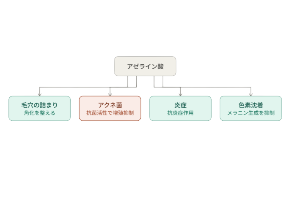 アゼライン酸がニキビに期待できる効果