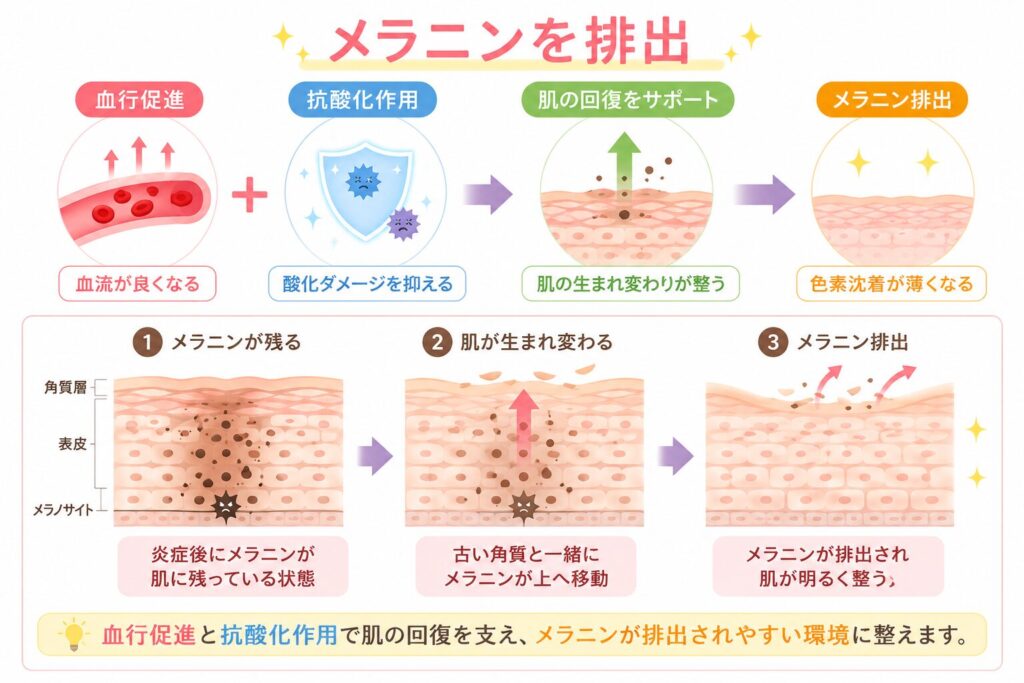 メラニンの排出を助ける