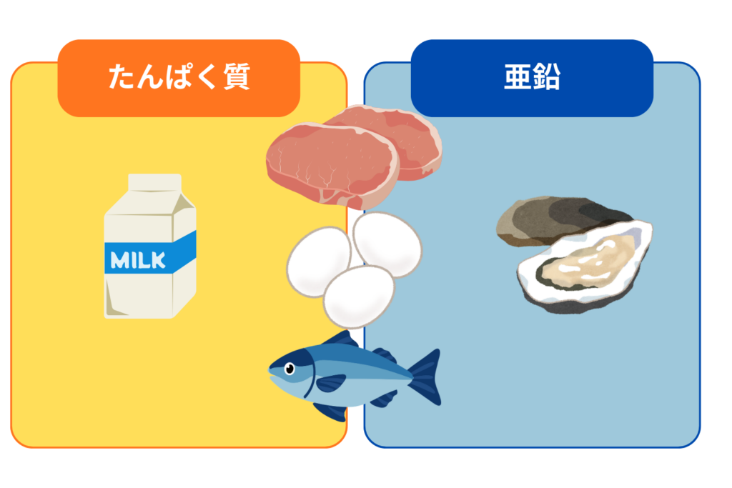 たんぱく質・亜鉛